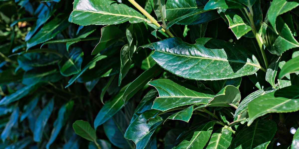les lauriers-palme en détresse : comment préserver leur santé
