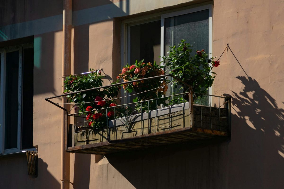 La plante d'intérieur à ne pas manquer sur votre balcon cet été