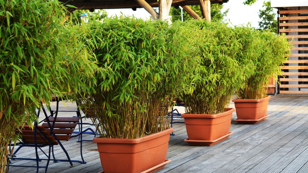 Prendre soin de ses bambous en pot