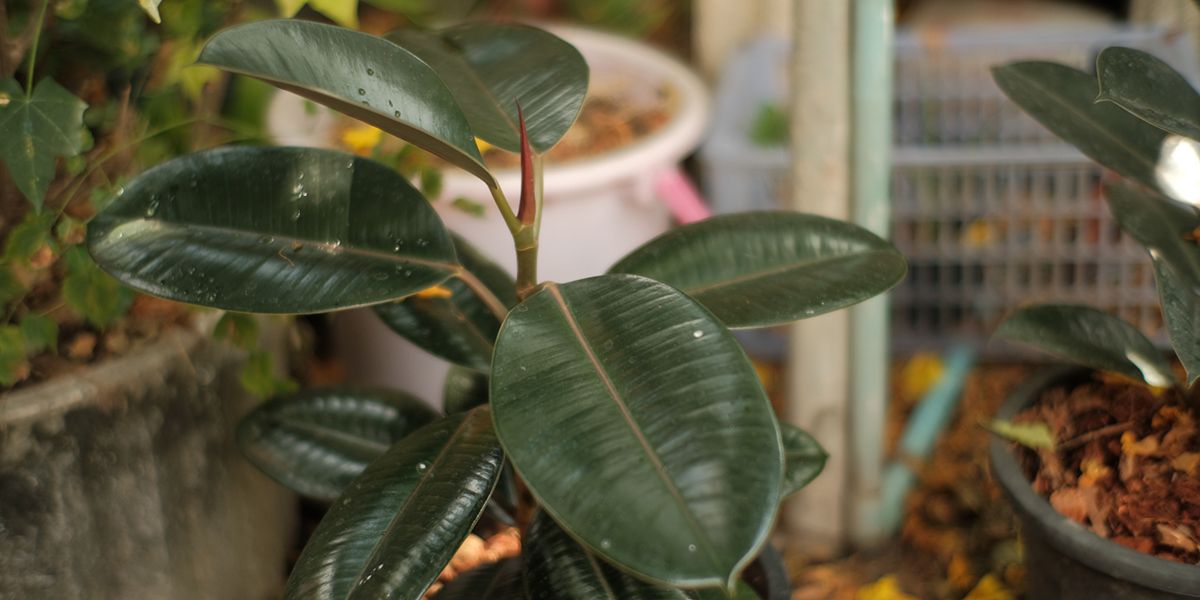 Le caoutchouc : une plante d’intérieur incontournable