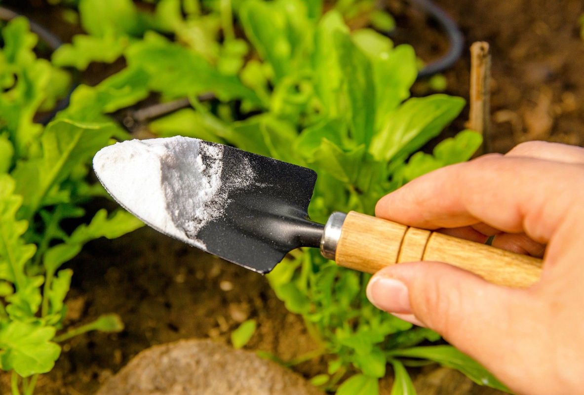Découvrez le pouvoir insoupçonné du bicarbonate de soude au jardin