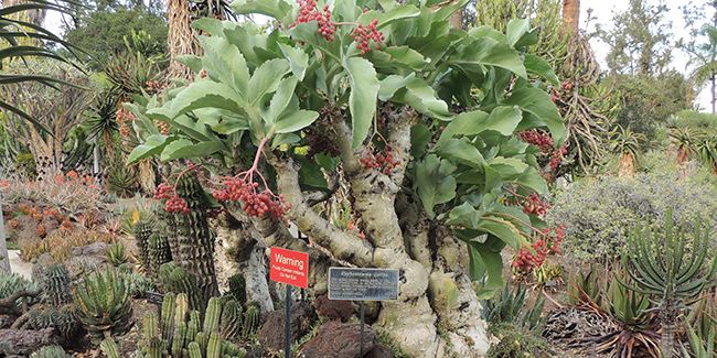 Arbre à raisins (Cyphostemma juttae) : le joyau succulent du sud de l'Afrique