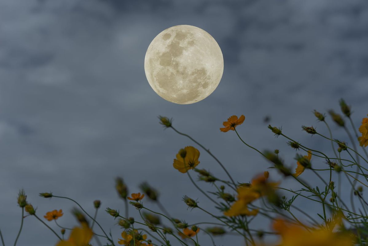 Préparez votre jardin pour l'automne : la lune des moissons arrive