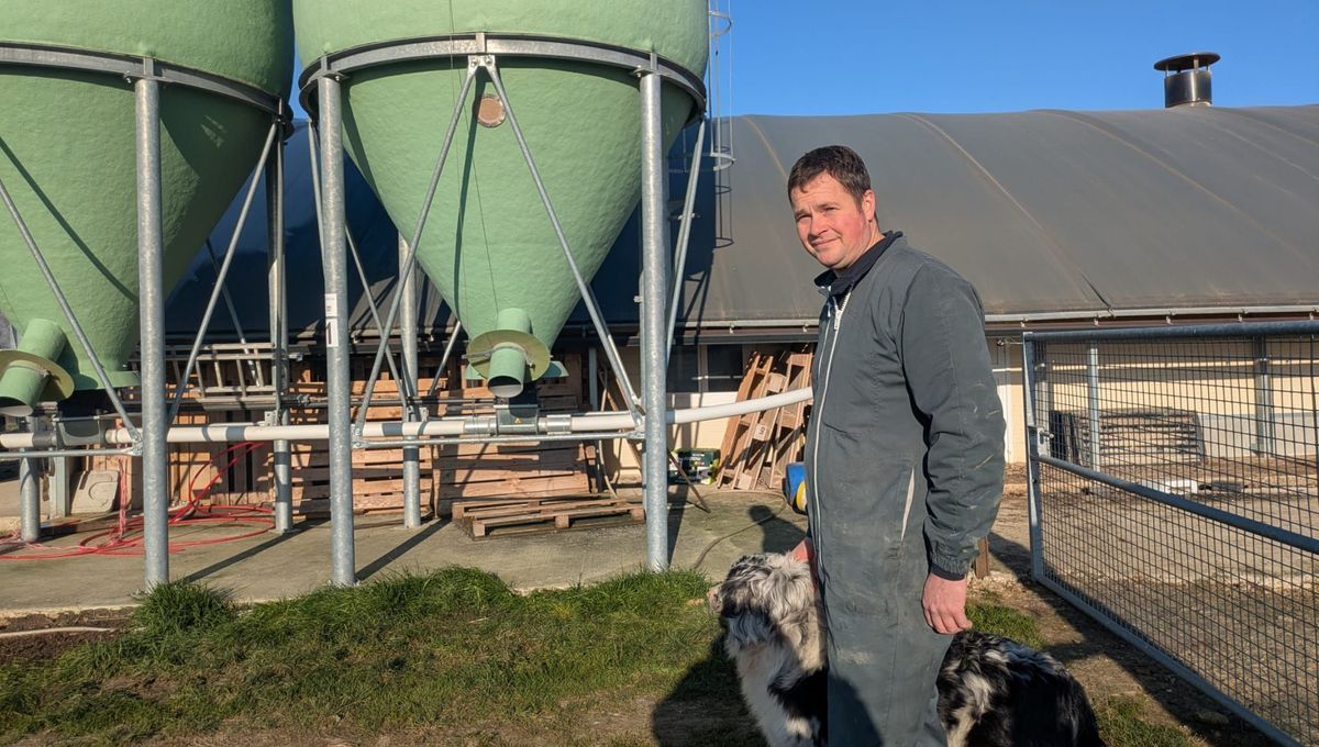 Des poules sauvées de l'abattoir : un agriculteur et une association créent l'espoir