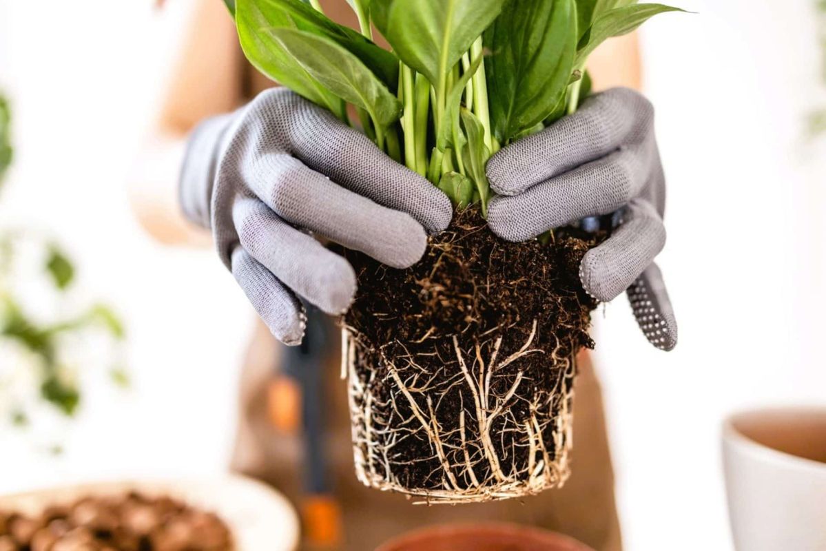 Le chignon racinaire : l'ennemi caché de vos plantes d'intérieur