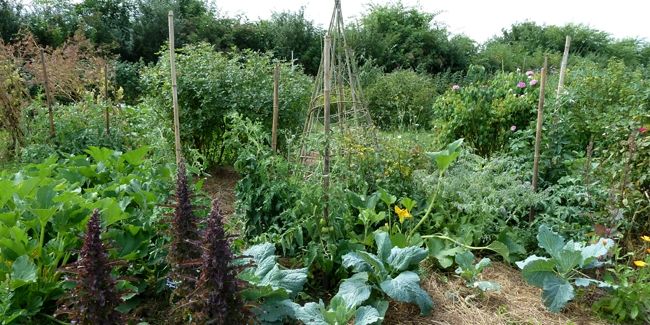 Le jardin mosaïque : un trésor de biodiversité en Sarthe