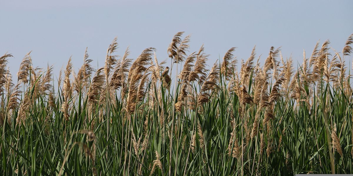 Le roseau commun : un écosystème à préserver
