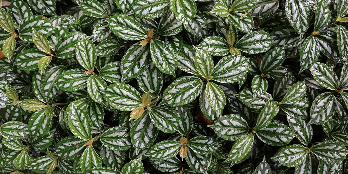 La plante aluminium : un trésor vert pour votre intérieur