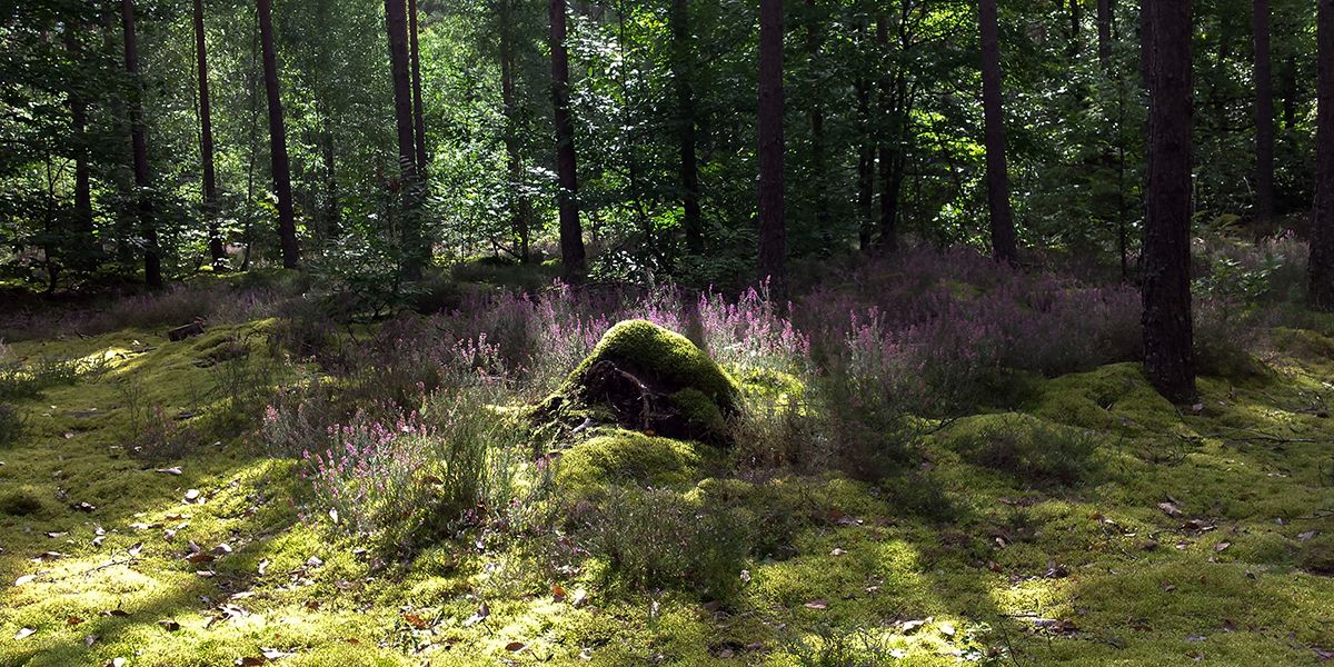 Comprendre la terre de bruyère et son utilisation au jardin