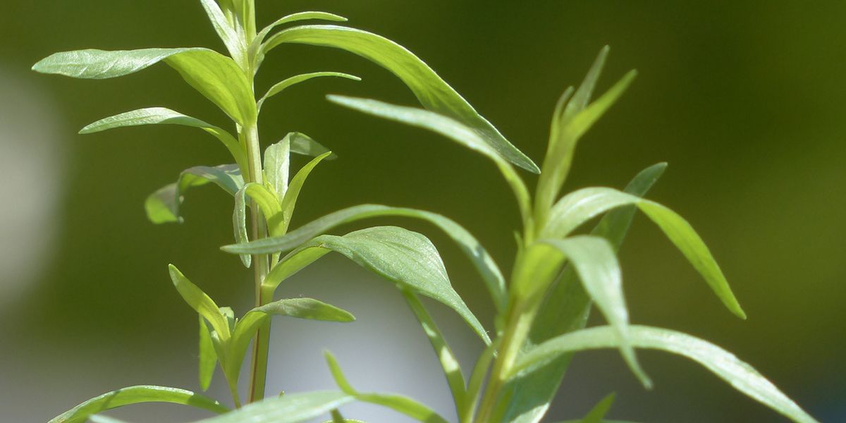 Découvrez l’estragon, l'herbe aux multiples saveurs