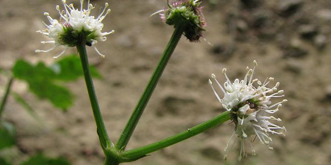 La sanicle d'Europe : un trésor pour la santé digestive