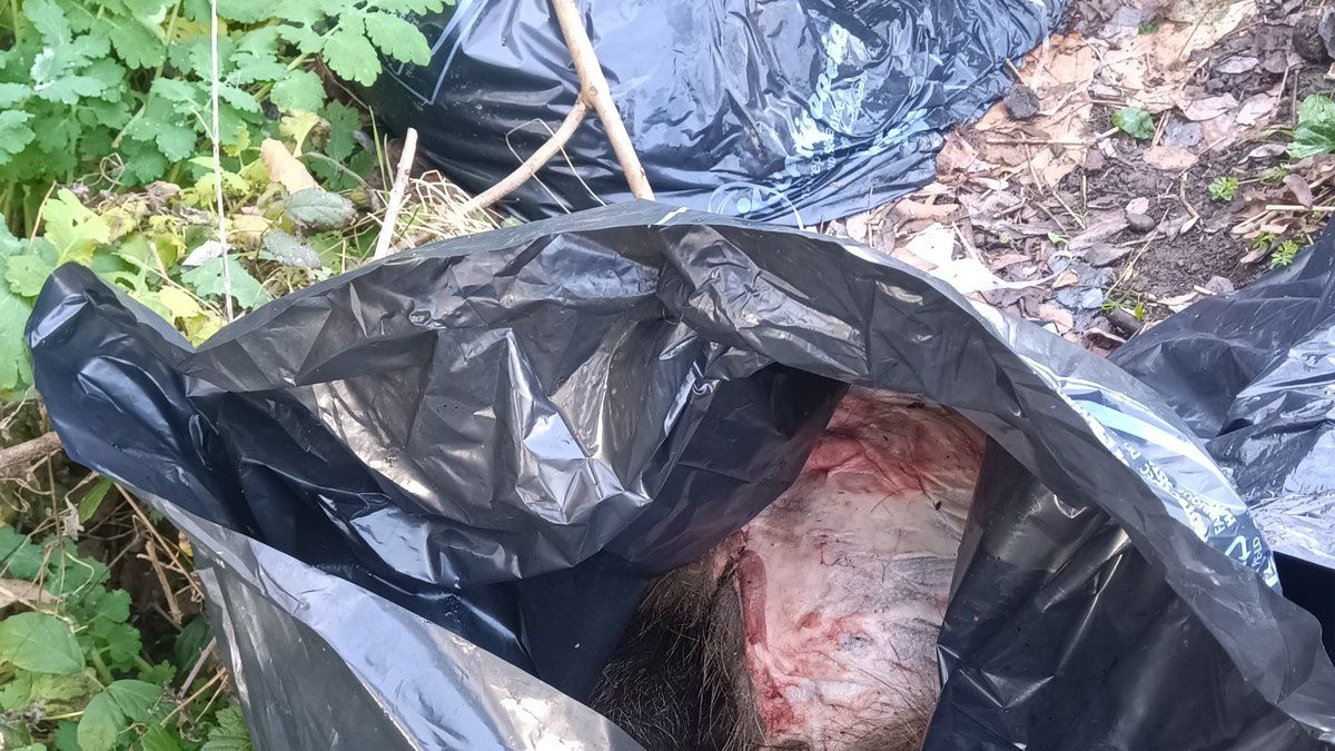 Des dépôts sauvages choquent un village : le maire en première ligne