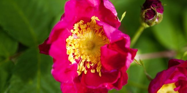 Les roses parfumées qui enivrent les sens