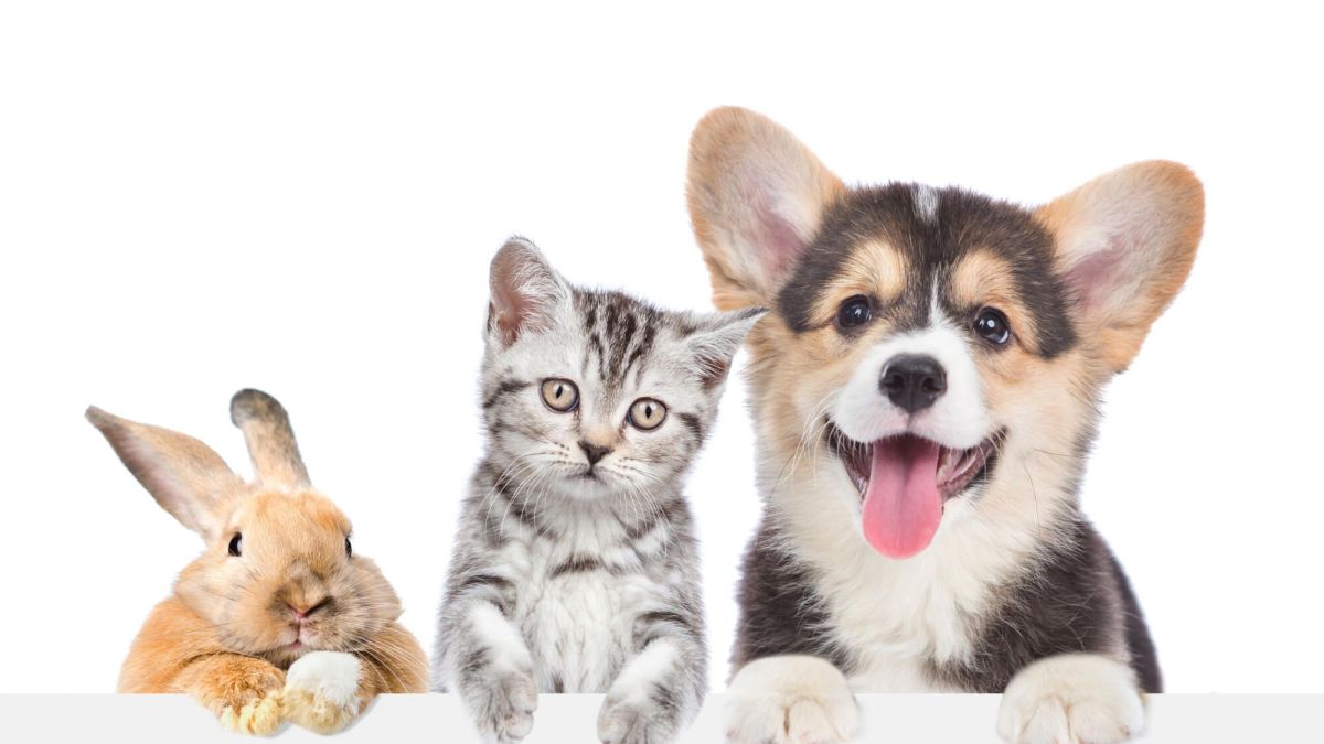 Anticiper l'avenir de votre animal de compagnie après votre décès