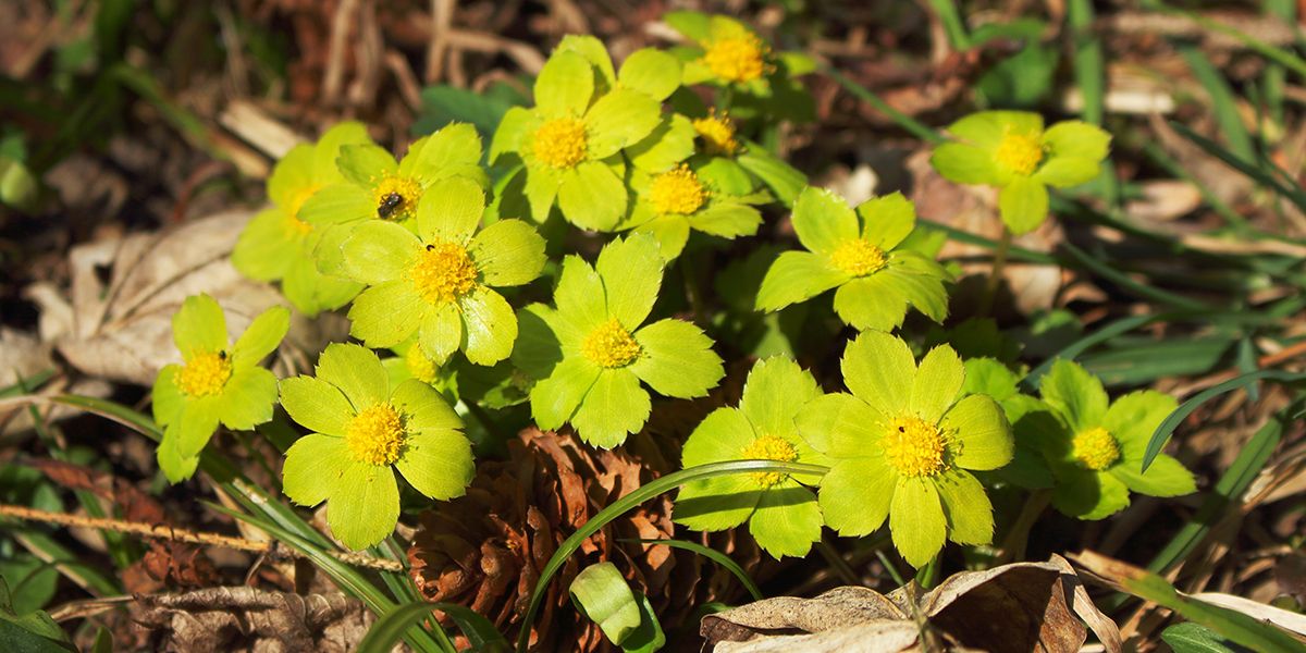 Hacquetia : Une touche lumineuse pour vos espaces ombragés