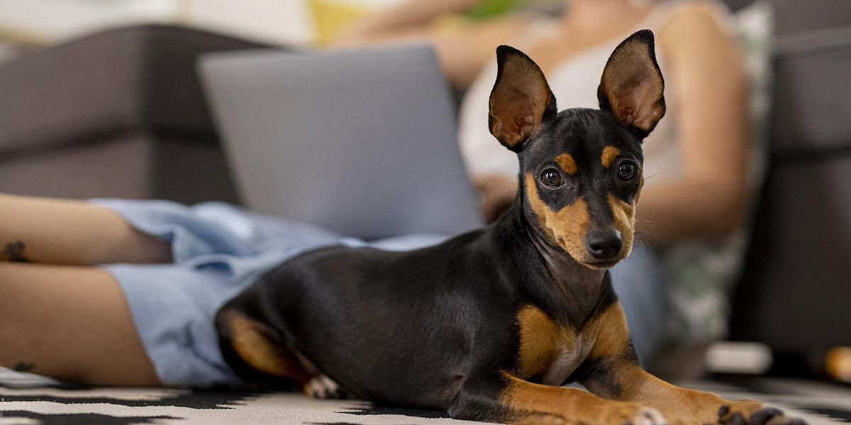 Assurance animale : un choix crucial pour le bien-être de votre chien