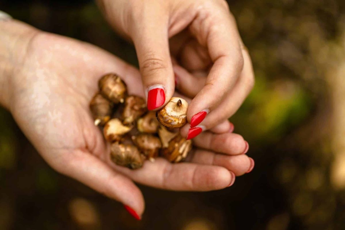 Préparez-vous pour un printemps éblouissant avec des tulipes plantées en février