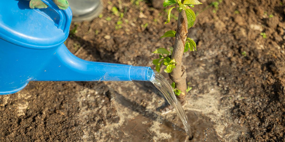 L'art de l'arrosage : nourrir les racines pour un arbre robuste
