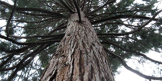 Séquoia à feuilles d'If (Sequoia sempervirens), un géant toujours vert