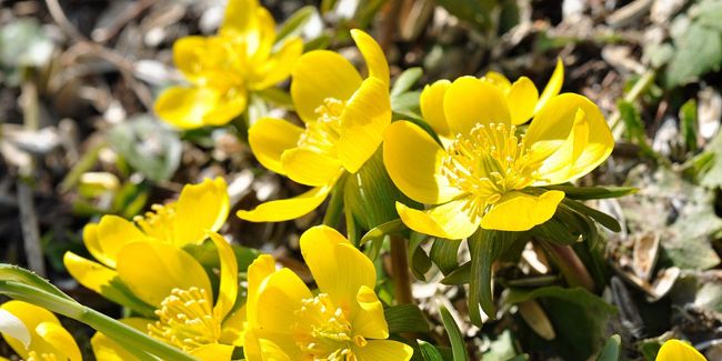 À la découverte des potentilles : des fleurs éclatantes des montagnes