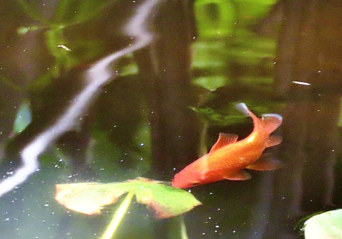 Un petit poisson qui chasse les moustiques sans effort : découvrez l'astuce surprenante