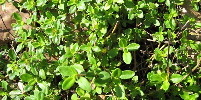 Thym citron : une plante aux arômes citriques fascinants