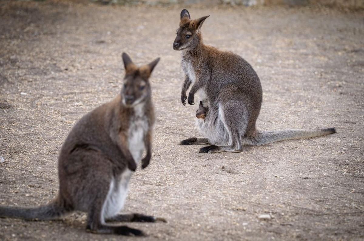 Drame au parc animalier : les wallabies et 15 lapins victimes d'une attaque canine