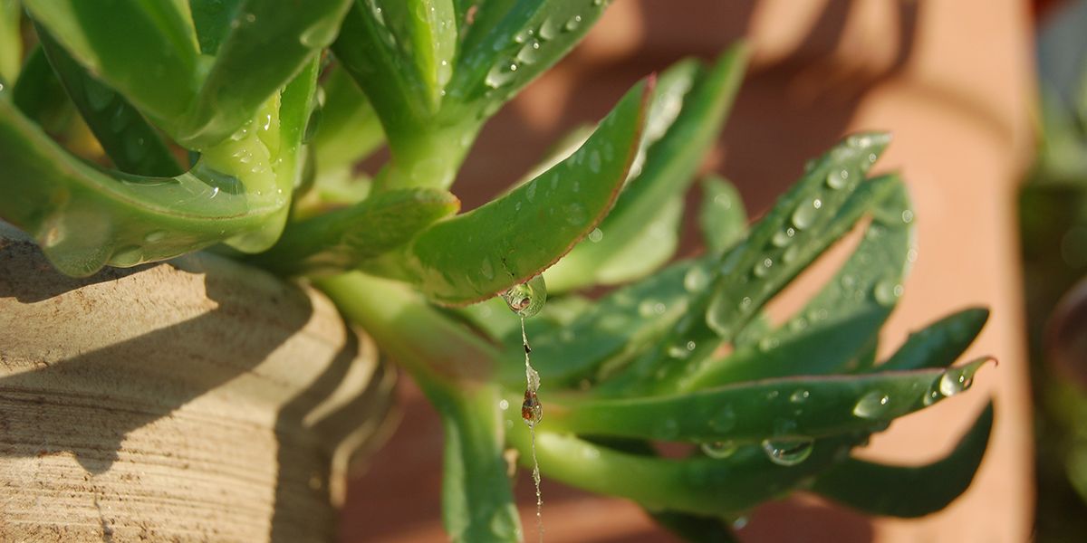 Bouturer une griffe de sorcière : guide pratique et conseils