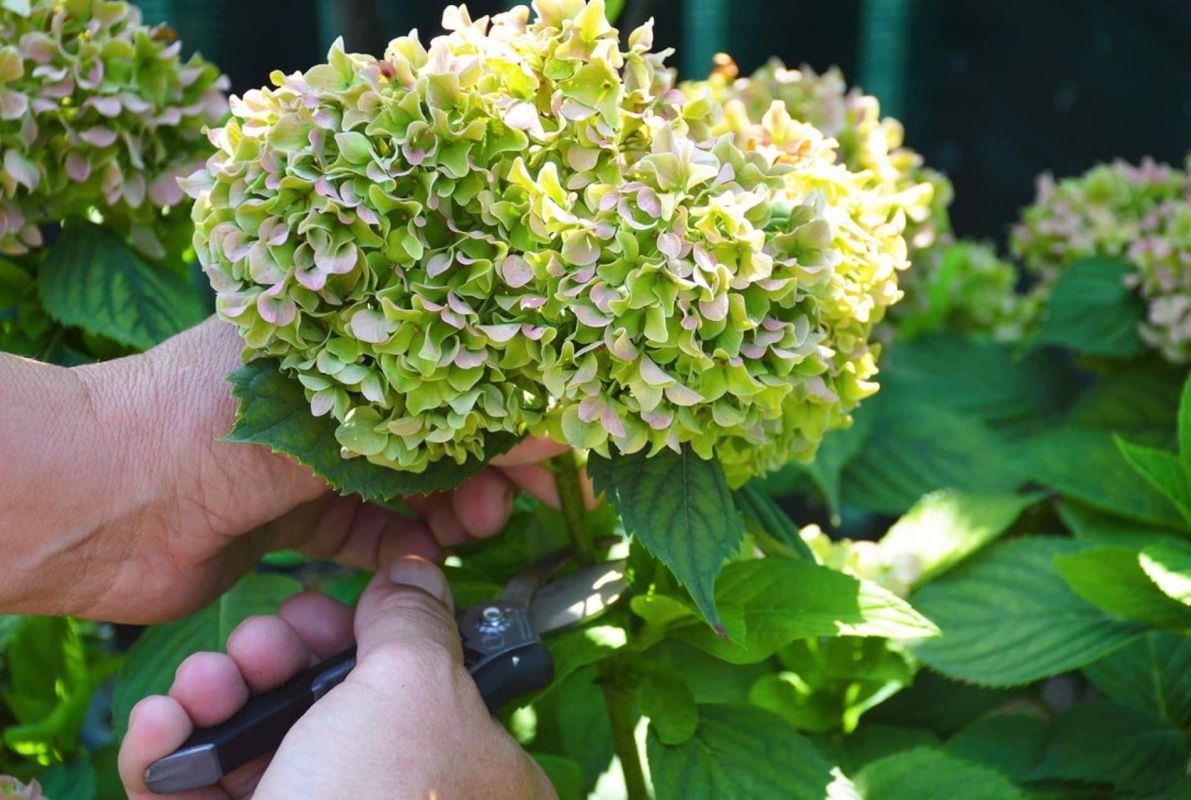 ce moment précis change tout : taillez vos hortensias pour une floraison incroyable