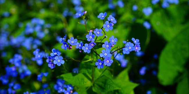 Découvrez le myosotis du Caucase : un couvre-sol d'ombre remarquable
