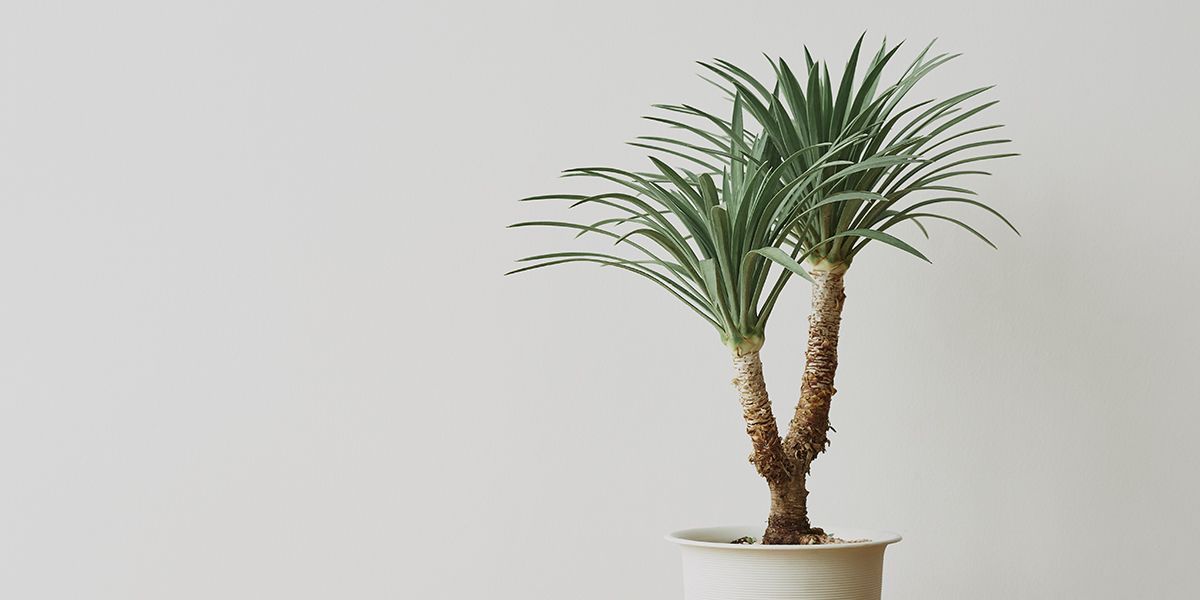 Dracaena : plantation, culture, entretien et rempotage