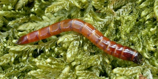 Le taupin, un coléoptère à surveiller de près