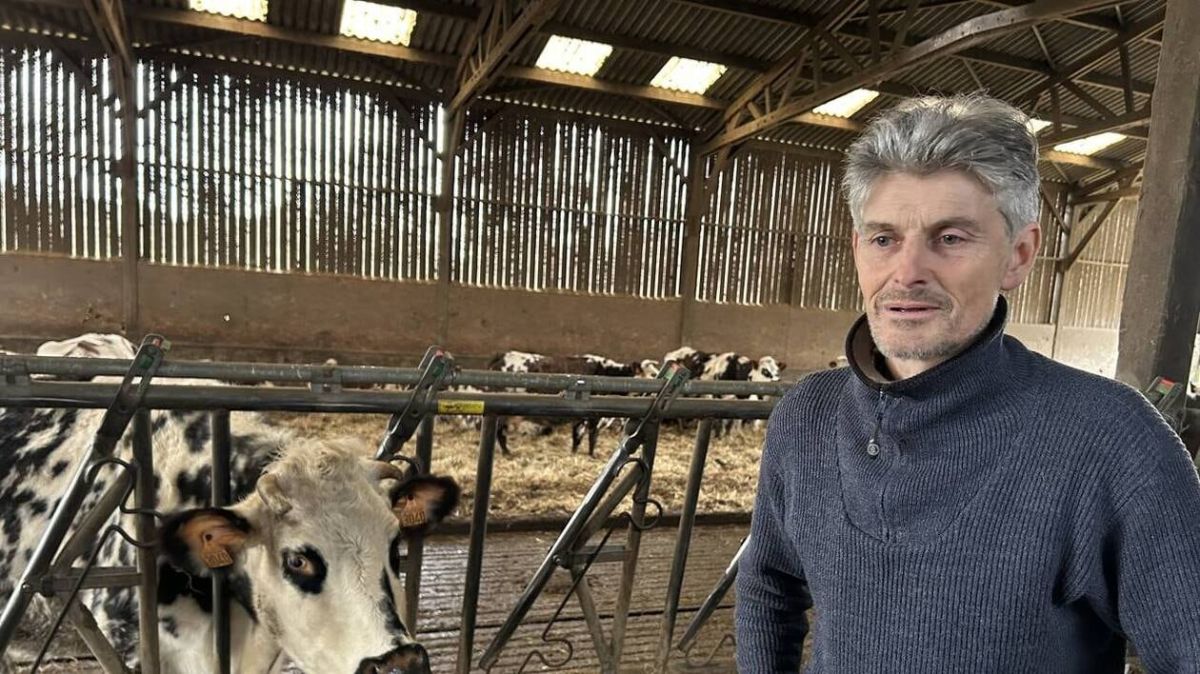 La tuberculose bovine en Suisse normande : l'inquiétude des éleveurs