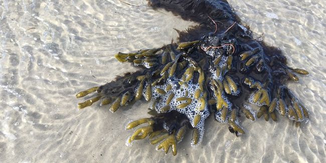 À la découverte des algues : les légumes marins à savourer
