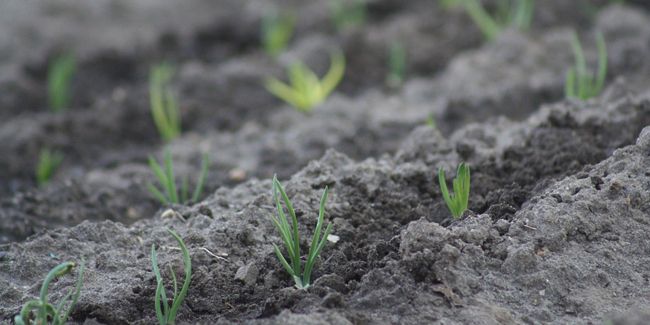 planter des échalotes : quand et comment ?