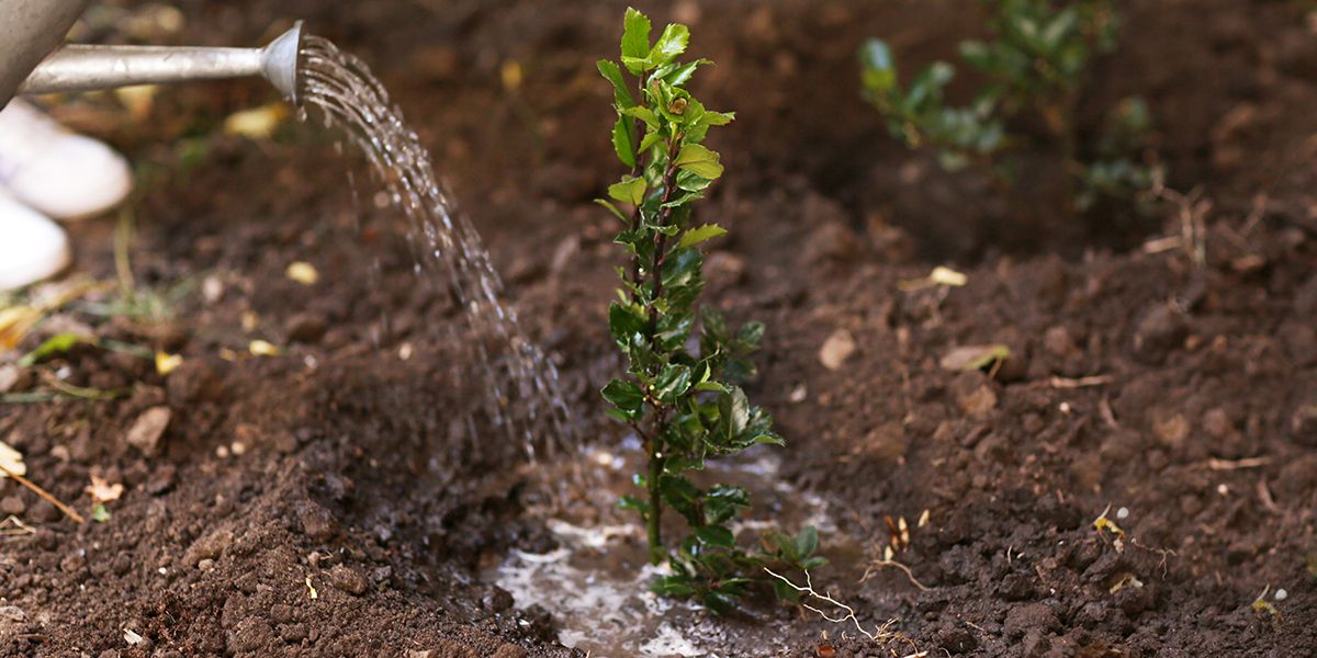 l'importance d'arroser les plantes après plantation, même en sol humide