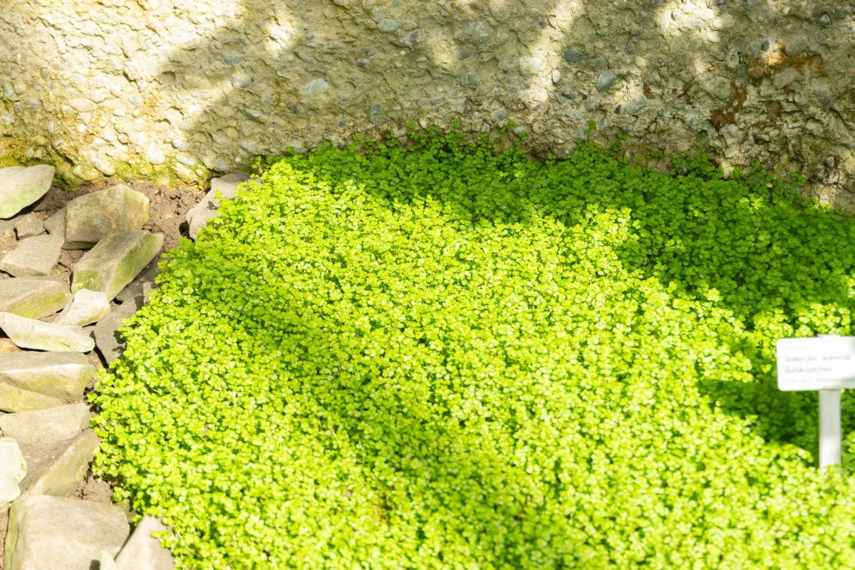 hélixine, la plante couvre-sol qui verdit l'ombre sans effort