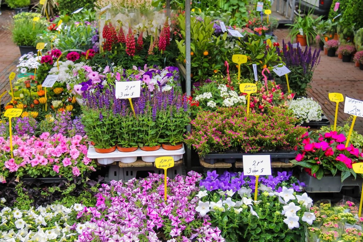 Adoptez le pétunia : beauté durable et bouclier naturel contre les insectes