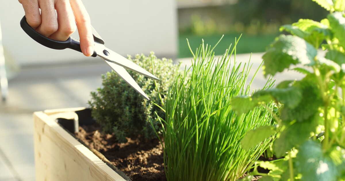 Faites pousser vos aromatiques : astuces pro pour planter, arroser et tailler