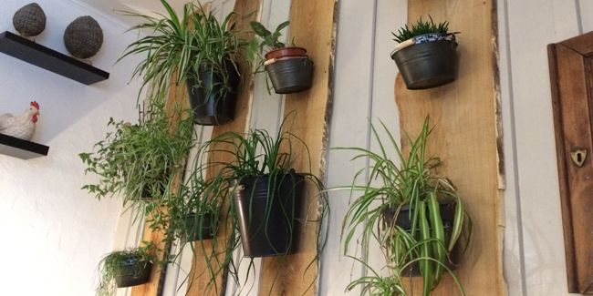 donnez vie à votre intérieur avec un mur de plantes simple et économique