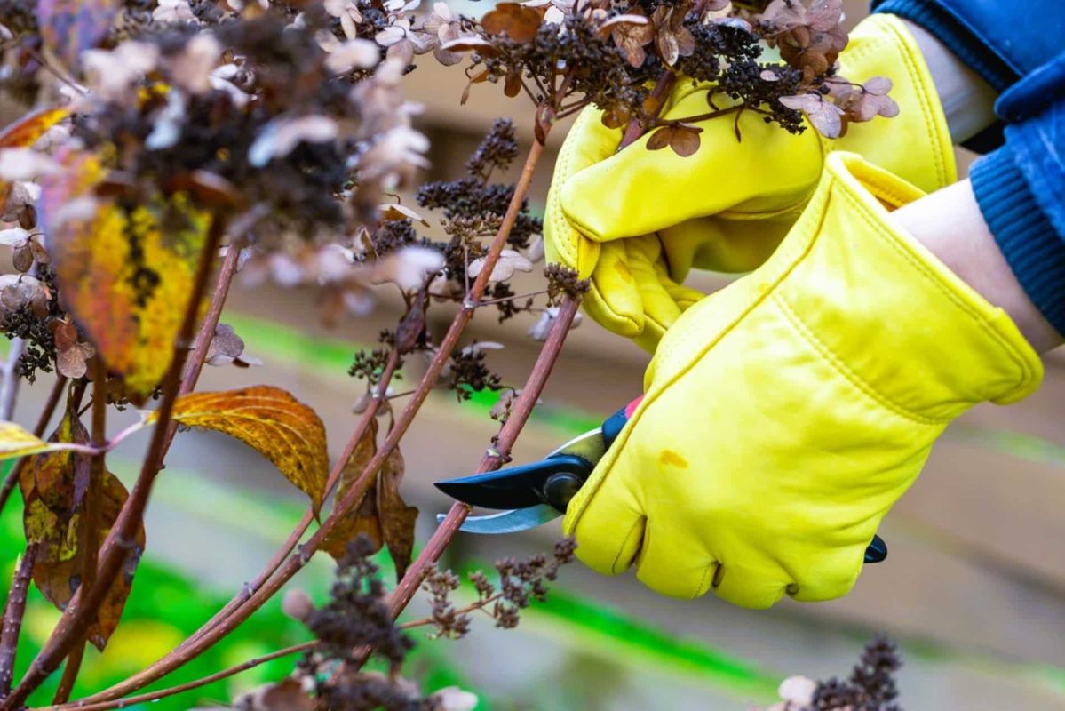 4 arbustes à ne surtout pas tailler en janvier pour un printemps en fleurs