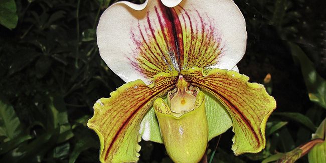 Cultiver le sabot de Vénus, une orchidée à l'entretien facile