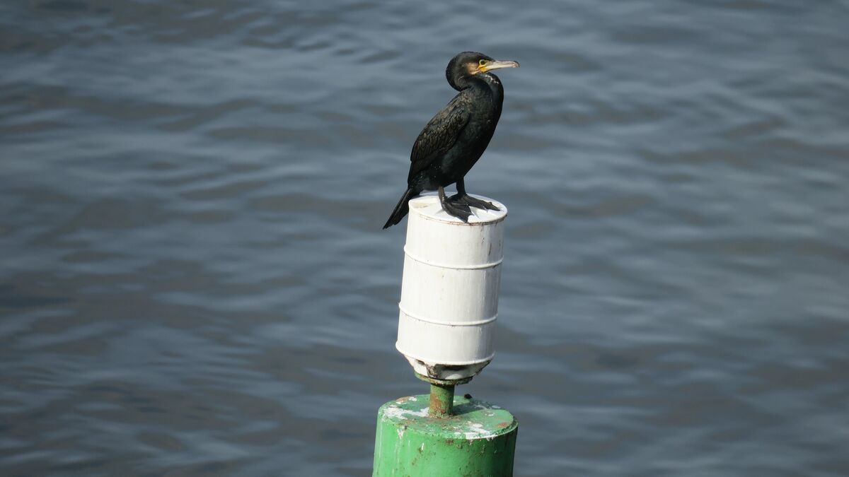 La colère des pêcheurs des Vosges face à la prolifération des cormorans