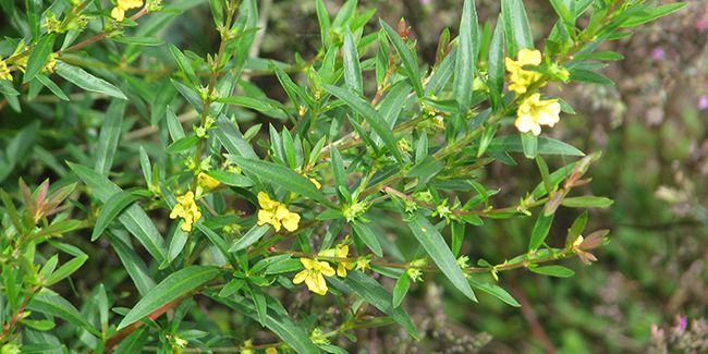 Sinicuichi (Heimia salicifolia) aux feuilles de saule