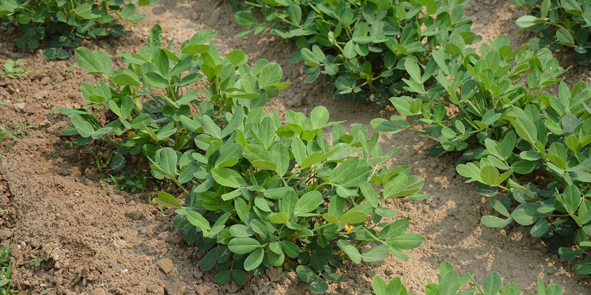 Arachide (Arachis hypogaea) : La cacahuète dévoilée
