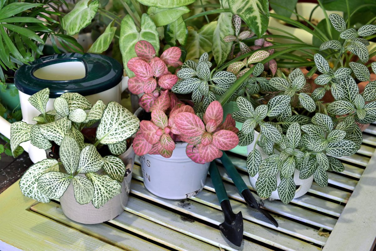 Fittonia : entretien, bouture, arrosage, dans un terrarium
