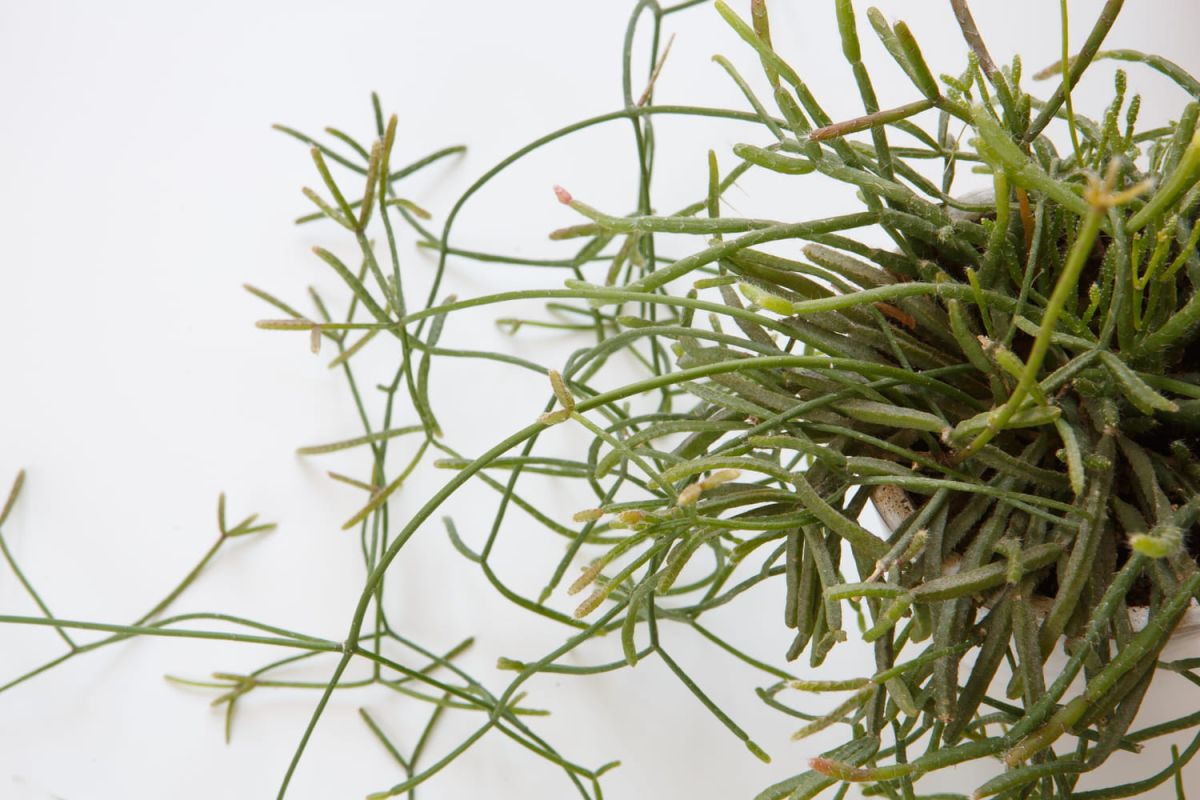 Rhipsalis : entretien, bouture, cactus-gui qui perd ses tiges