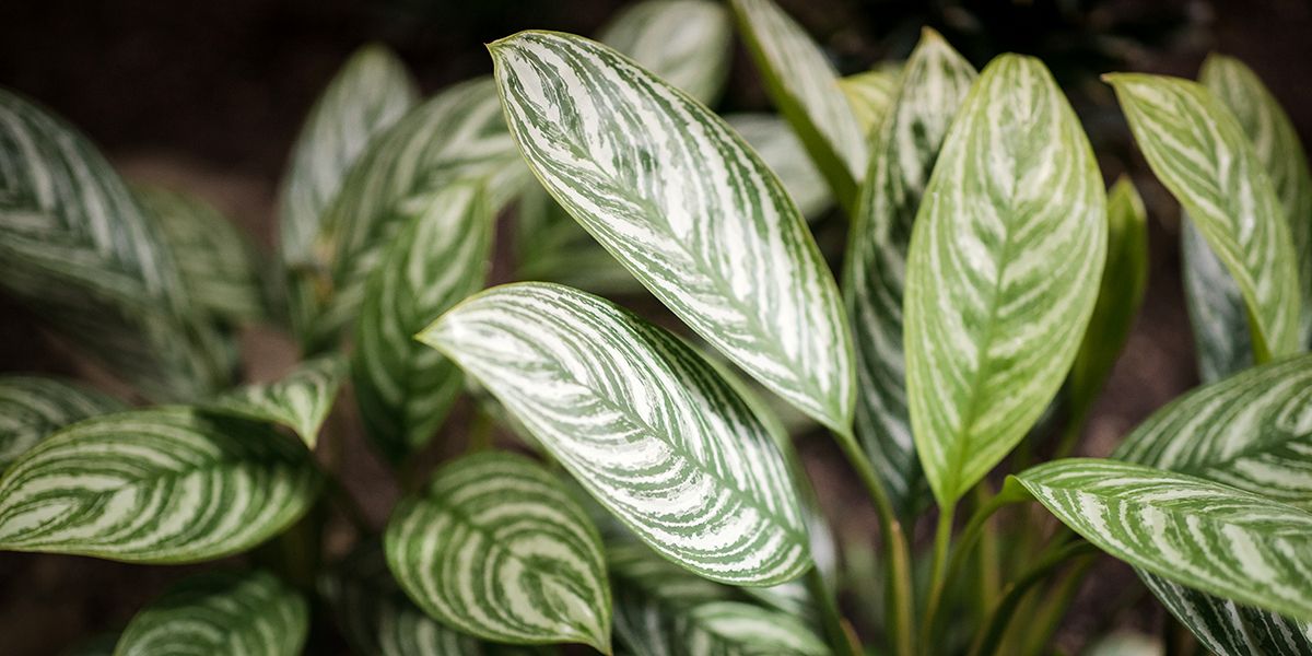 Dieffenbachia : culture, entretien, arrosage et rempotage