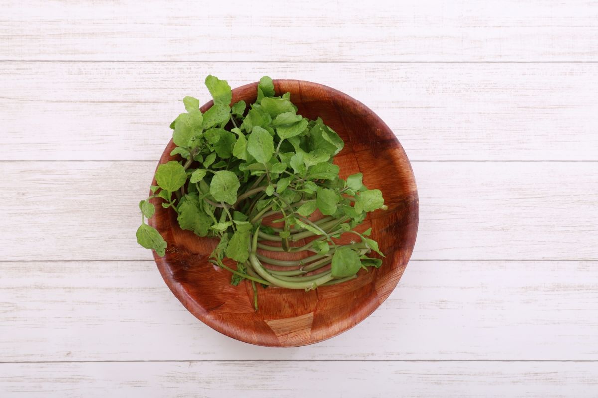 redécouverte d'un légume méconnu, le cresson, le roi des super-aliments