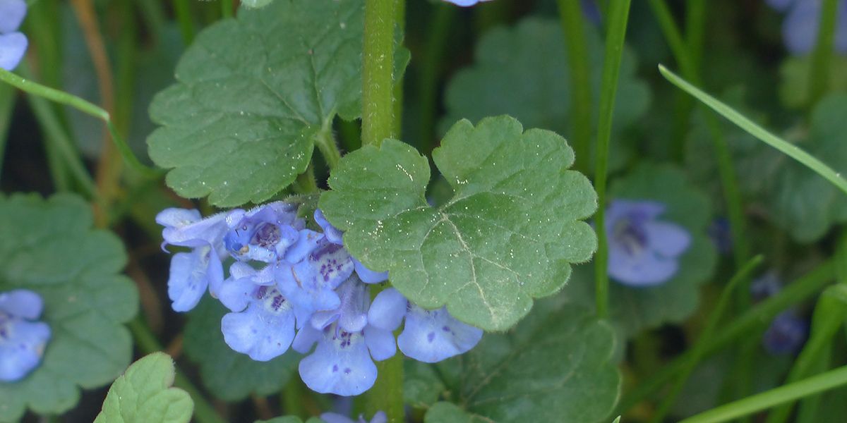 Le lierre terrestre, un trésor de la nature